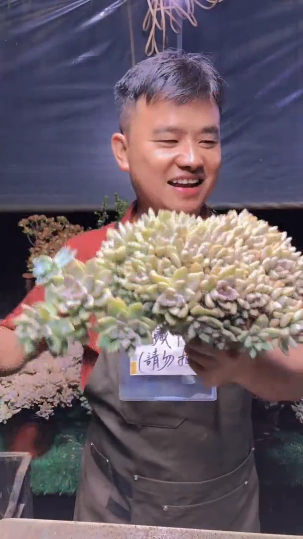 227淡雪缀化一物一拍