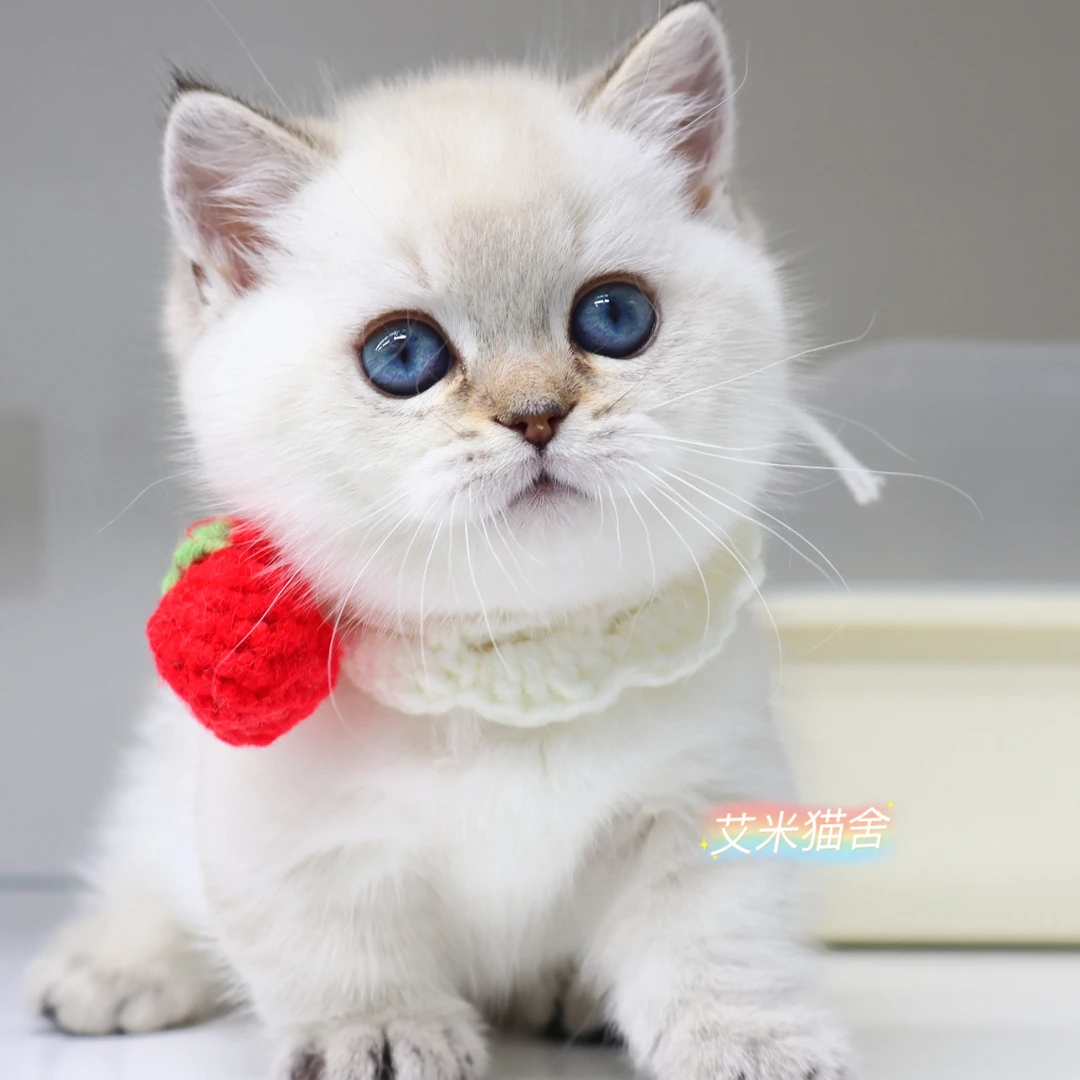 英短金点渐层弟弟曼基康矮脚猫猫