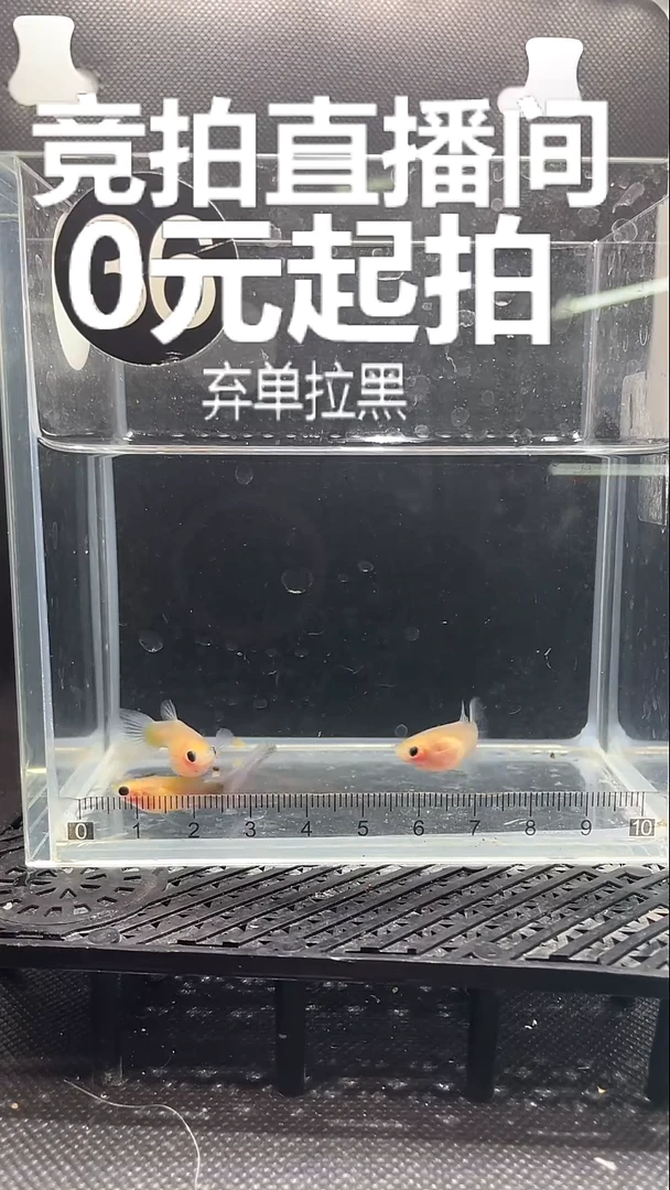 孔雀鱼黄肉蓝礼服  三条 带崽 36