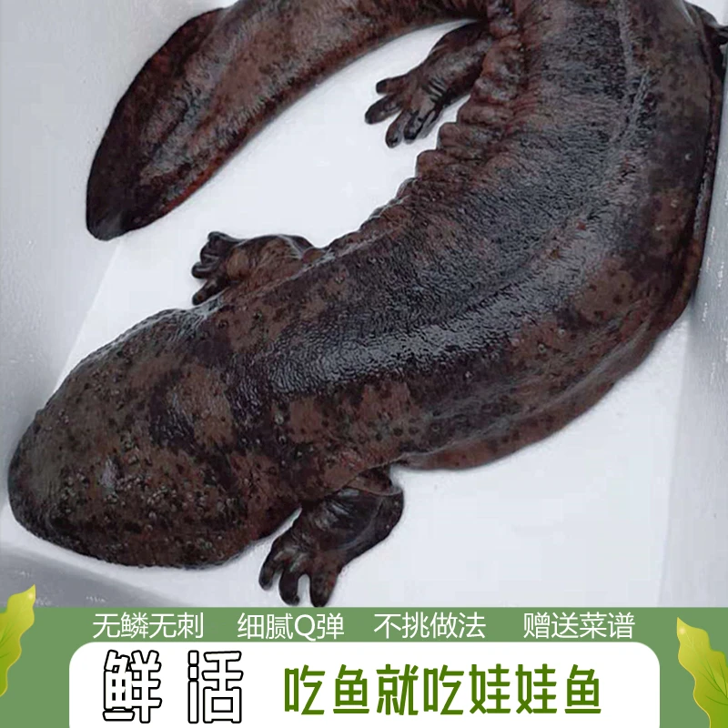 娃娃鱼鲜活水产海鲜鱼滋补送礼美食