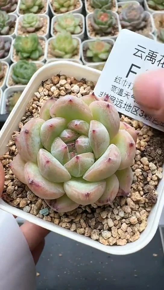 314F云禹多肉植物 默认脱土纸巾打包 3颗包邮