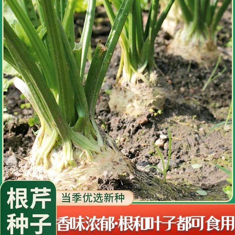 根芹种子芹菜种籽蔬菜阳台菜籽春季四季孑芹菜播种