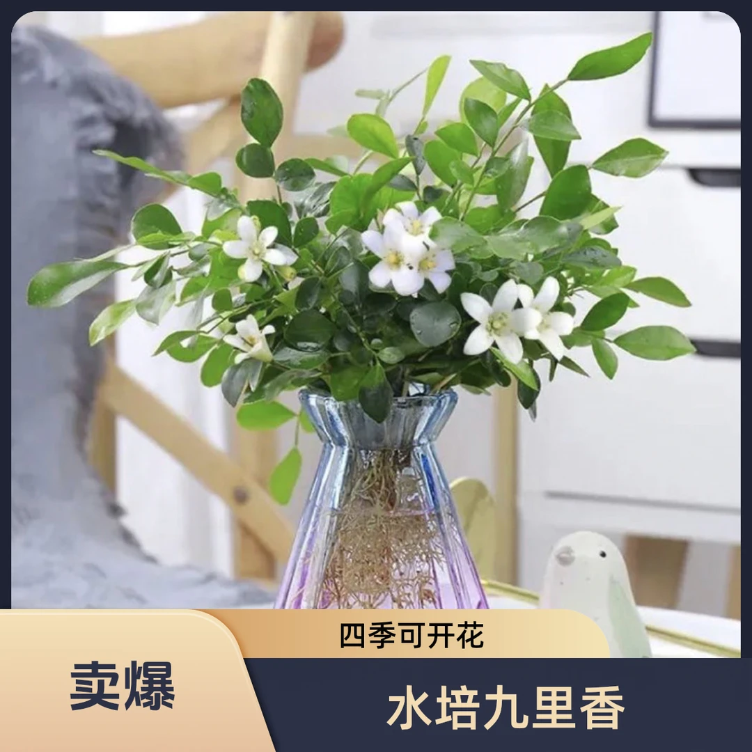 室内水培植物九里香办公室花卉四季开花防辐射阳台驱蚊绿植