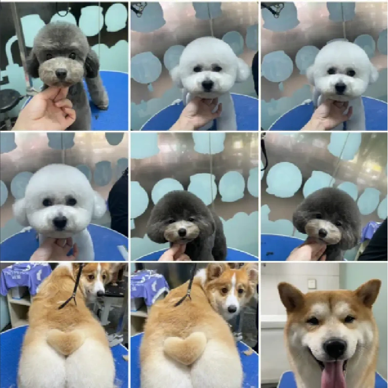 宠物狗狗相册大全