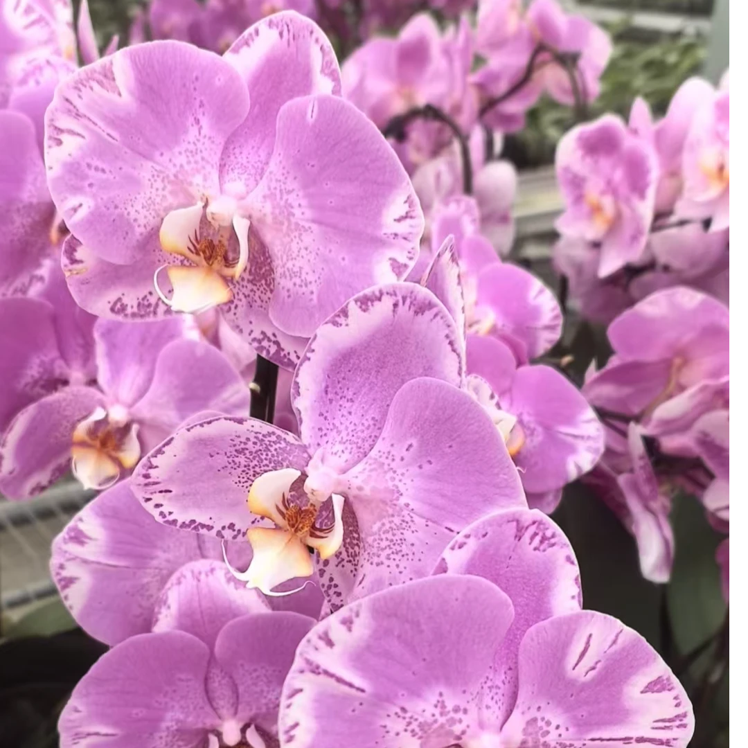 次日达【带花发货】蝴蝶兰带花剑 碟中之王 精品冬季开花室内客厅阳台好养