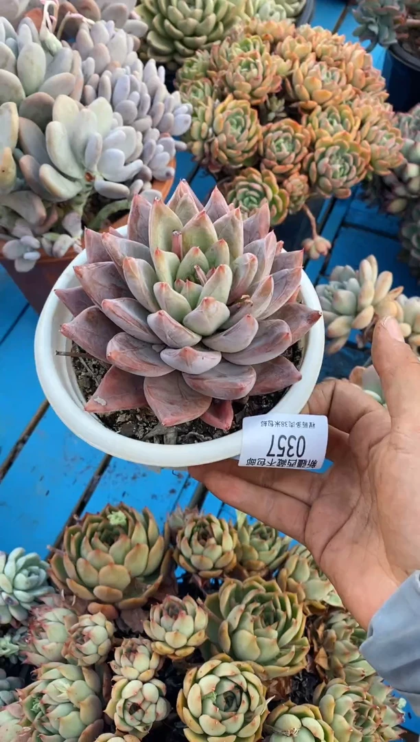 【闪购商品】0357胜涂