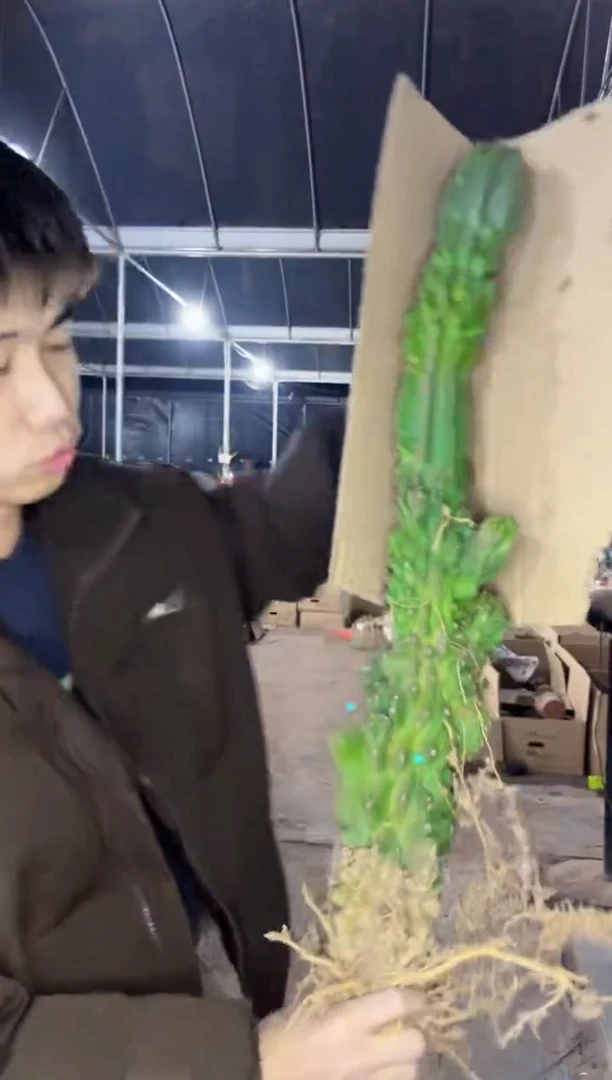 【闪购商品】高40cm 虎头山