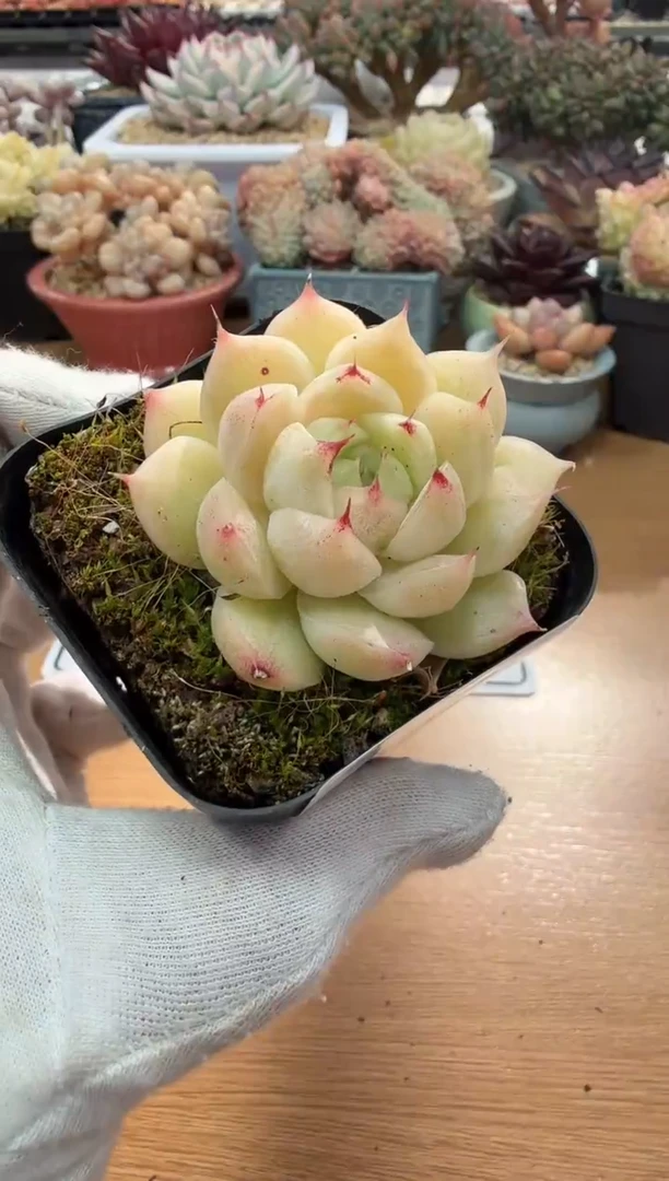 东云多肉园二店-23