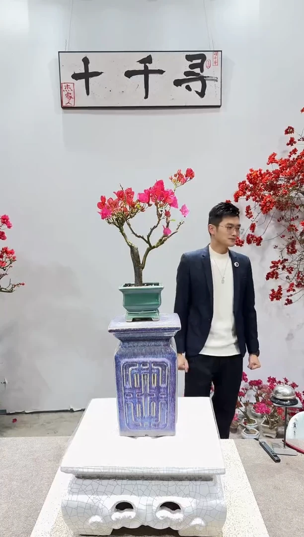 完全开放四季红三角梅