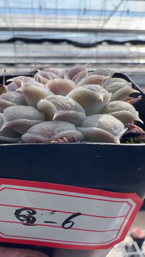 【闪购商品】留财猫-6