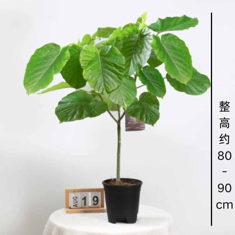 爱心榕盆栽四季绿色植物大叶客厅室内好养型绿植基地原盆发货