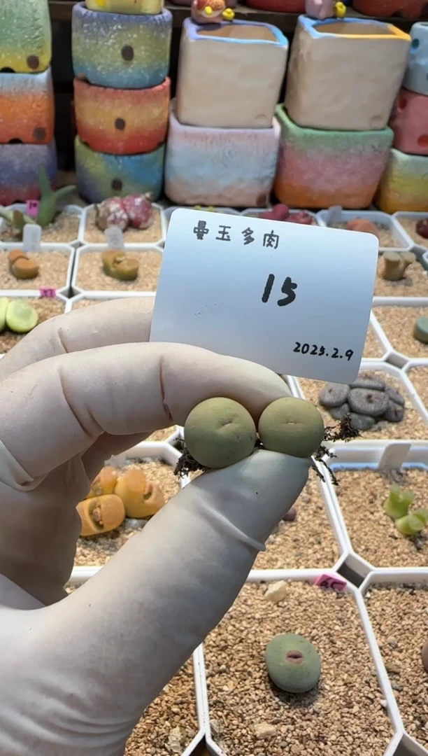 【闪购商品】25.2.9-15天生