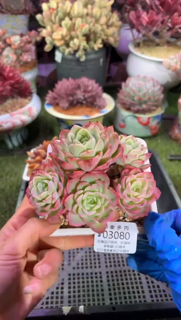 【闪购商品】03080