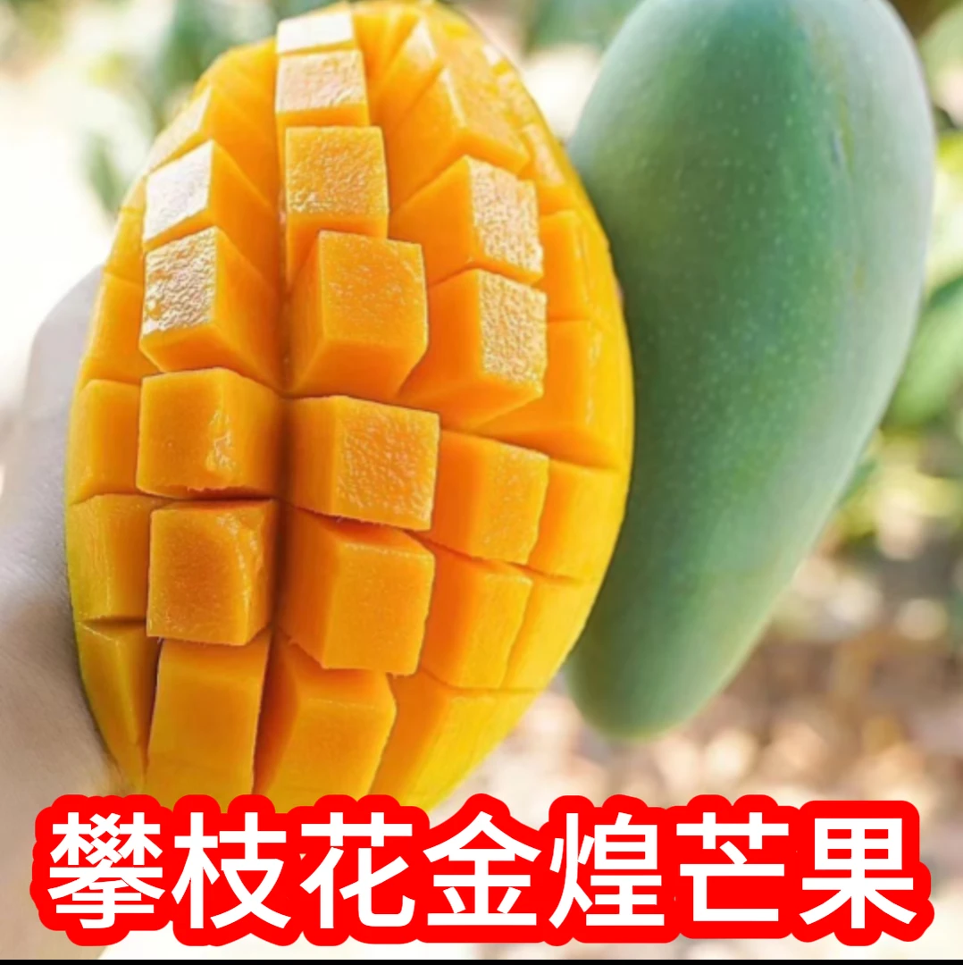 四川攀枝花大金煌芒果青皮芒果软糯香甜新鲜现摘现发一级果