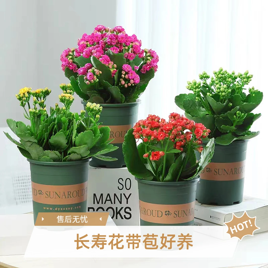 【长寿花】带花苞盆栽植物花如其名长寿好养护室内外客厅阳台办公室