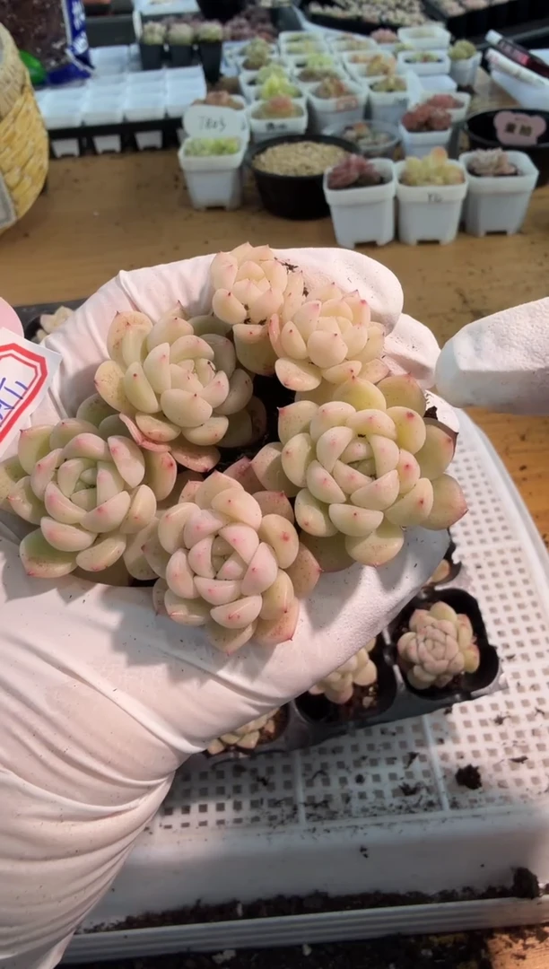 明月T1 单双混 5颗量拍混发
