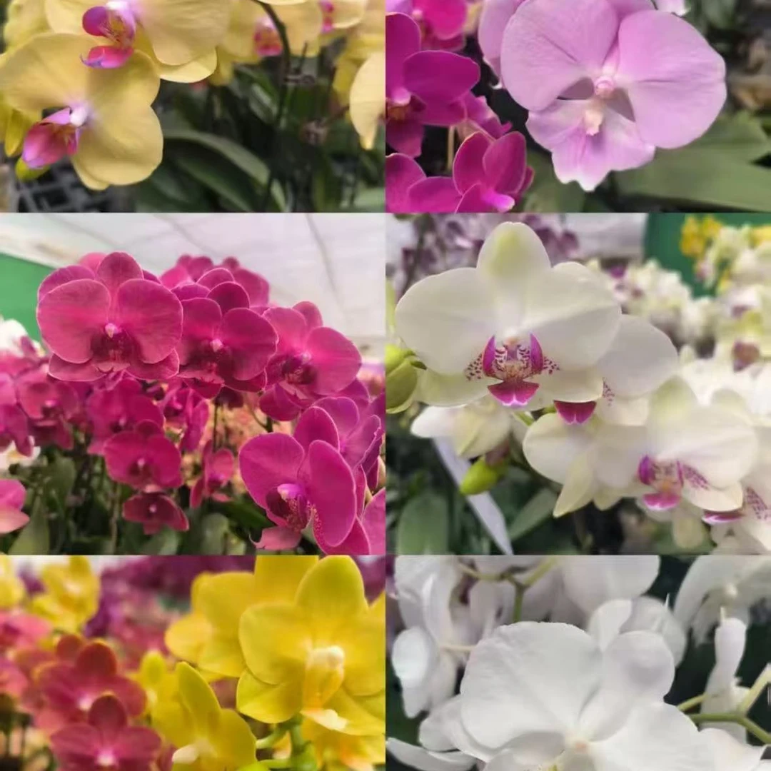 新人福利（杂色随机两颗）-微瑕疵  不剪花 当苗卖  练手体验