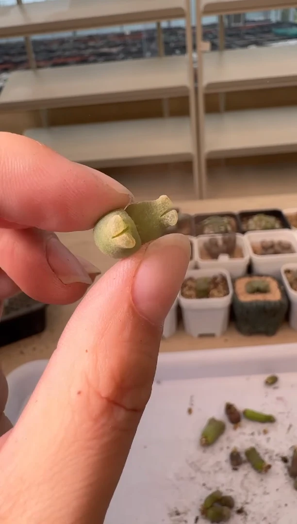 24-76多肉植物肉锥