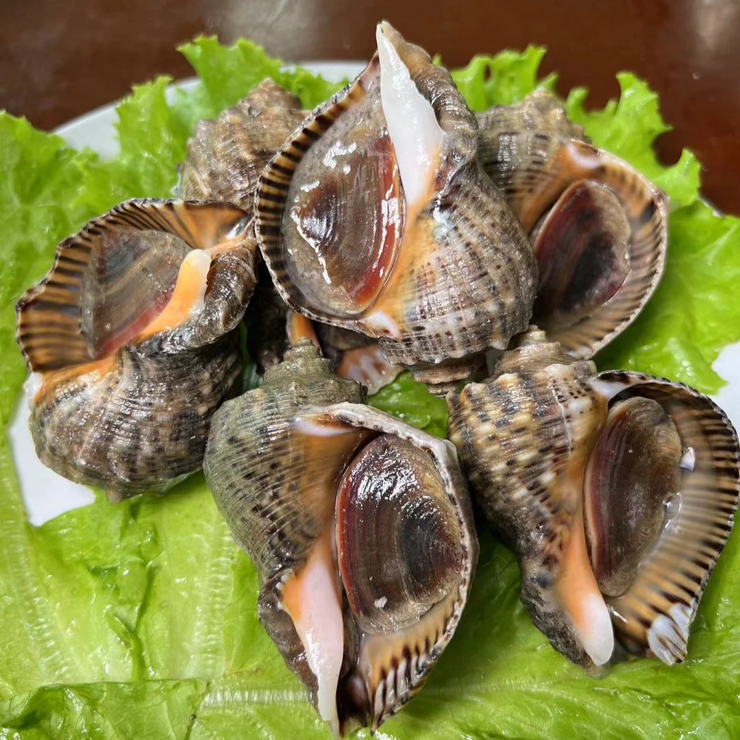 大号海螺5斤（4头左右/斤）保活，顺丰发货