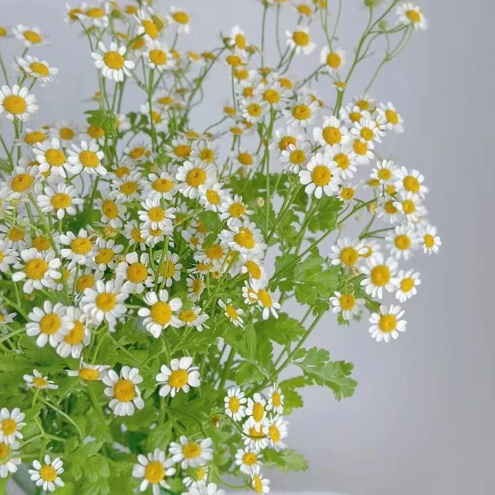 月姐专属『洋甘菊1份』全场任意满两单鲜花顺丰包邮 3单送黄莺草 鲜花直播批发次日达包邮