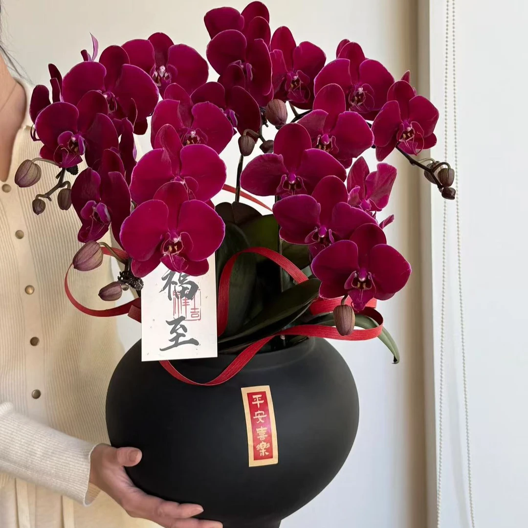 【3花剑红楼梦蝴蝶兰】蝴蝶兰盆栽室内花卉四季好养活剑