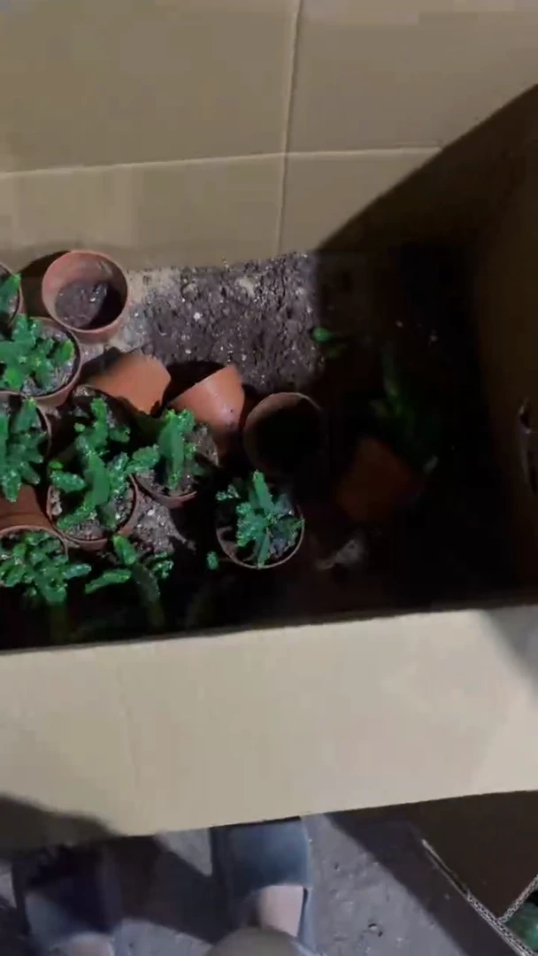 3颗 水仙情郎【带根】