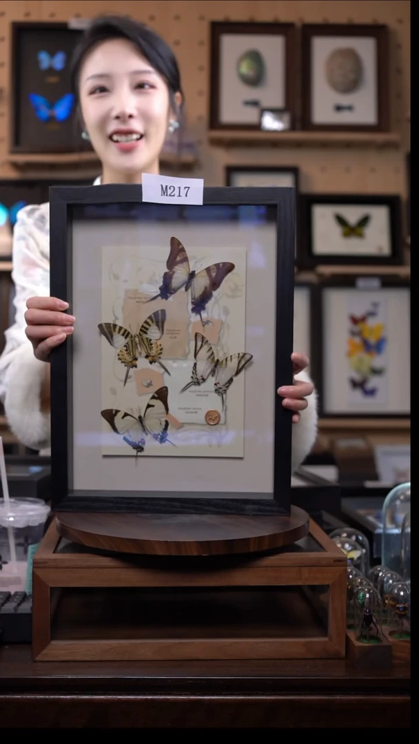蝴蝶标本摆件竞拍m217