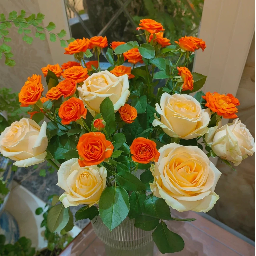 【香槟+橙芭比】云南斗南基地现采现发香槟10支+橙芭比10支