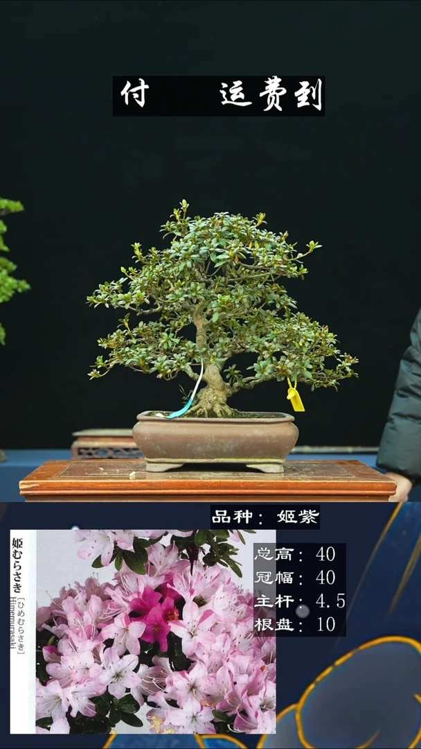 【闪购商品】无H093