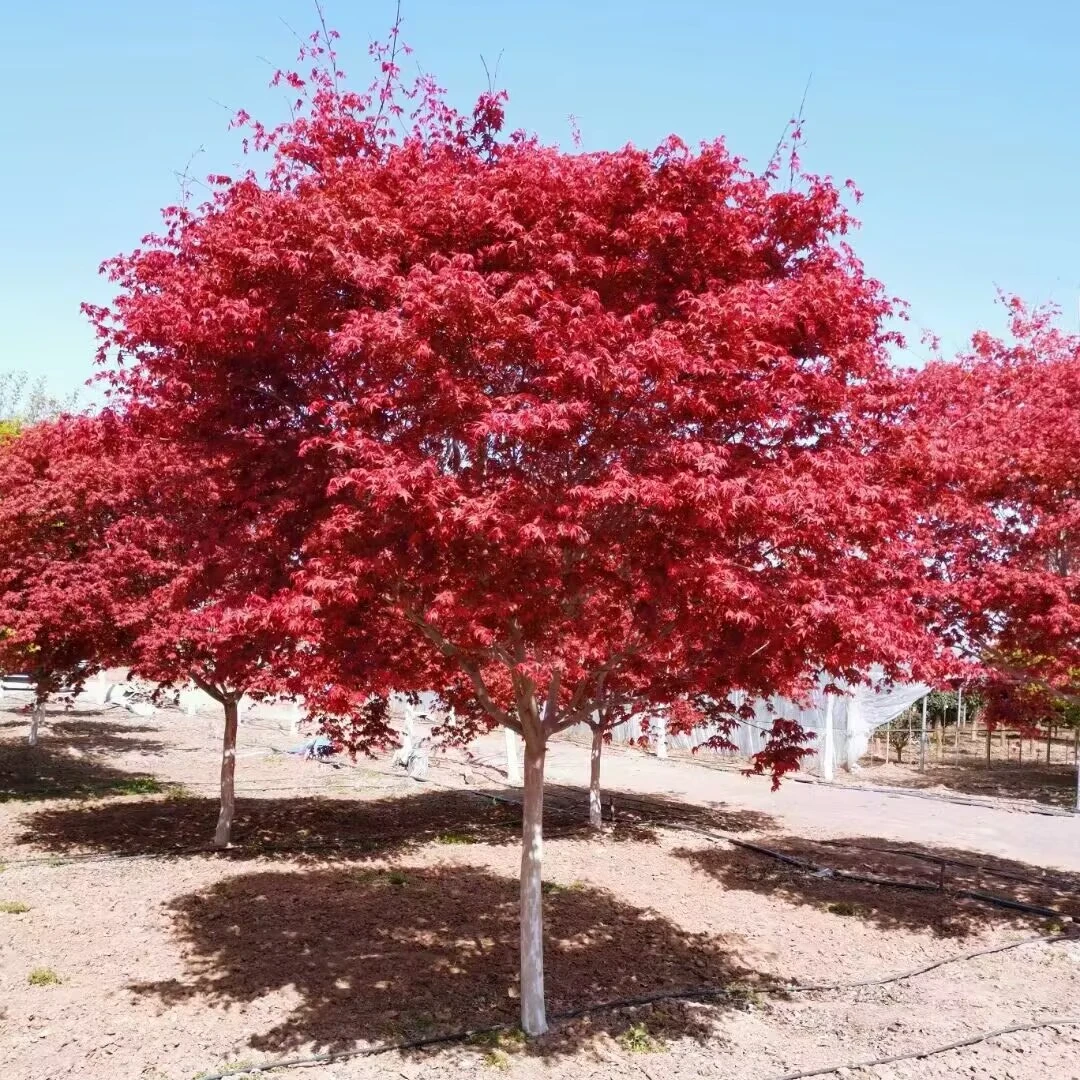 红枫树苗庭院地栽绿化苗木小叶红枫苗红舞姬红枫耐寒南方北方苗木