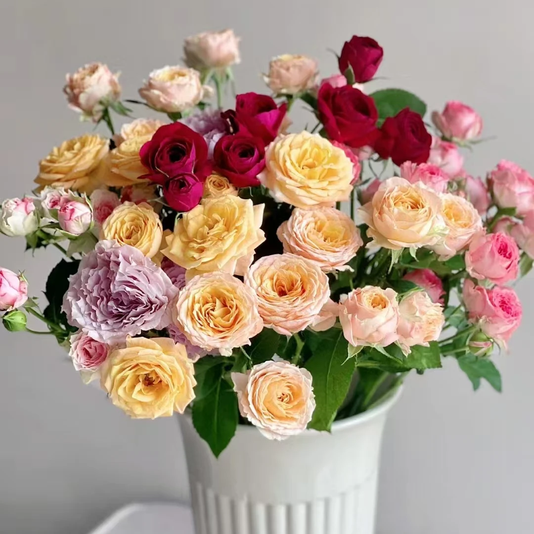 彩拼多头玫瑰【任意两单及以上升级顺丰】云南斗南基地直发