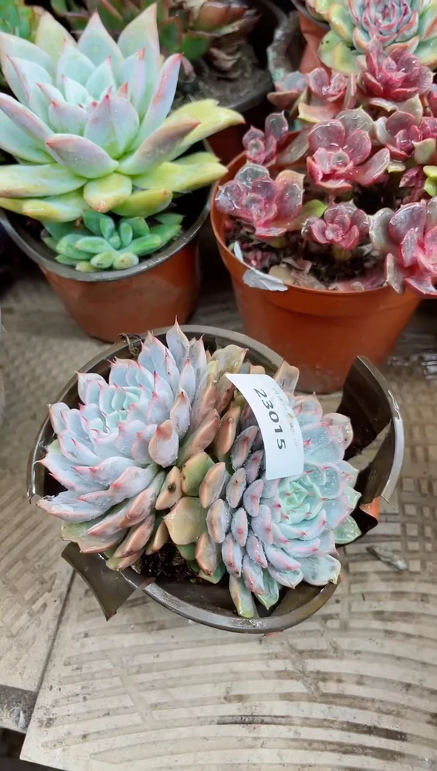 格**祥23015多肉植物一物一拍