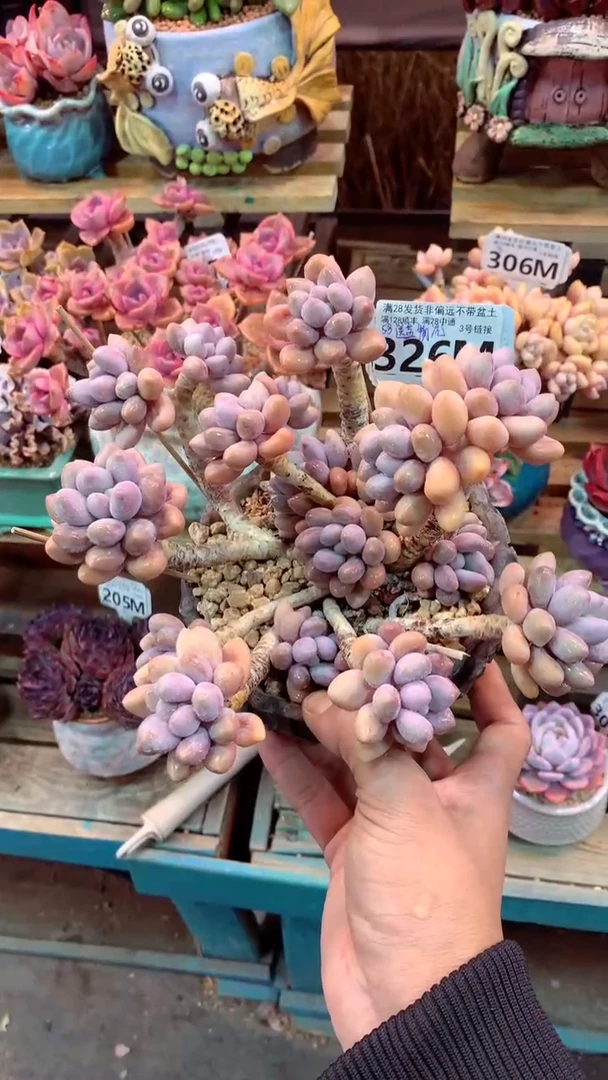 326M 带盆价 只发物流 粉色恋人