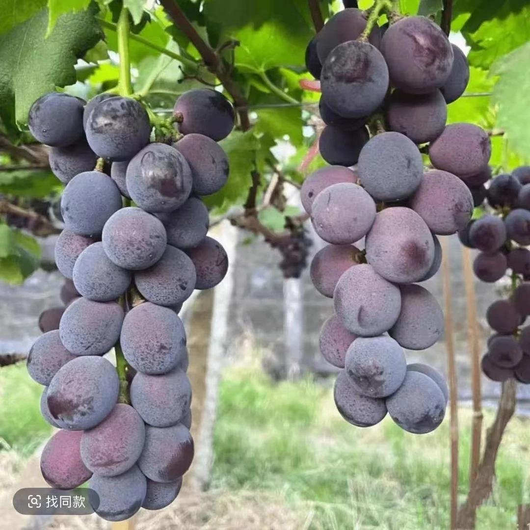 巨峰葡萄树苗南北方种植耐寒庭院爬藤特大号盆栽嫁接无籽当年结果