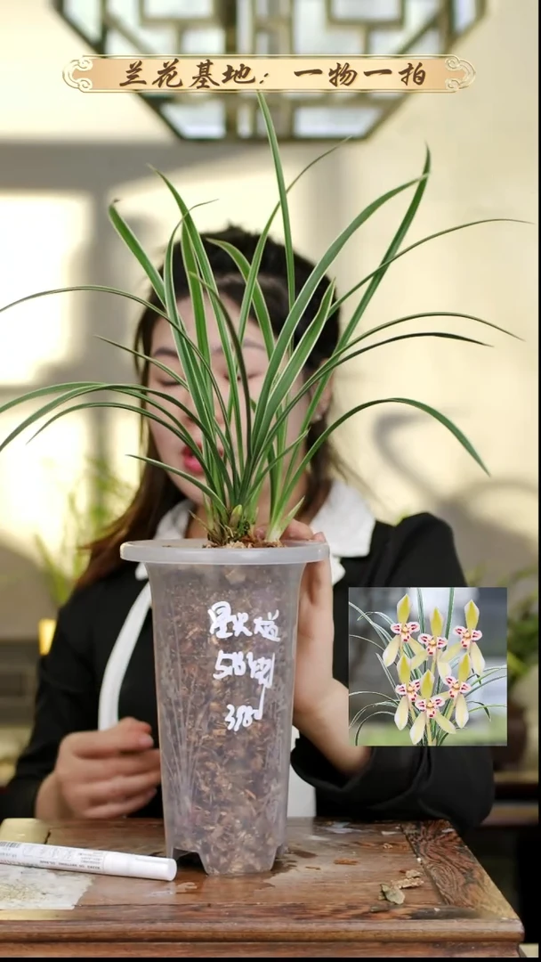 完全开放星光大道5苗4花苞