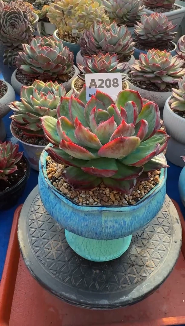 【闪购商品】A208惊鸿仙子（裸根发货）