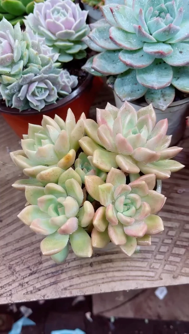 小*鼠11038多肉植物一物一拍