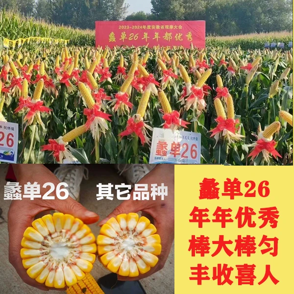 蠡单26 稀植矮杆大穗粗棒高产玉米种子 耐旱耐涝耐高温广适性强
