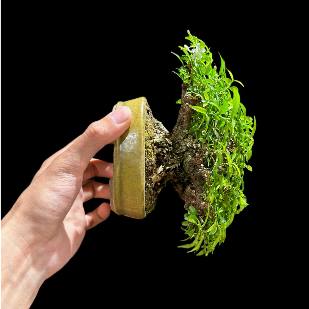 矮坨坨香水茉莉 老桩 精品盆景