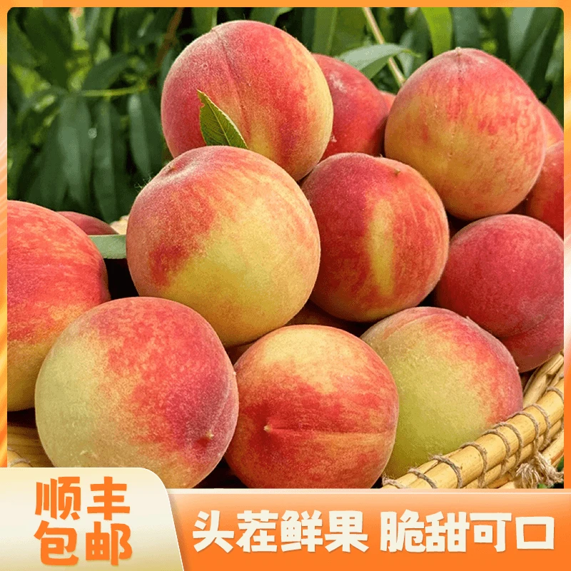 【顺丰包邮】山西脆桃正宗水蜜桃硬脆桃产地直发脆甜可口现采现摘