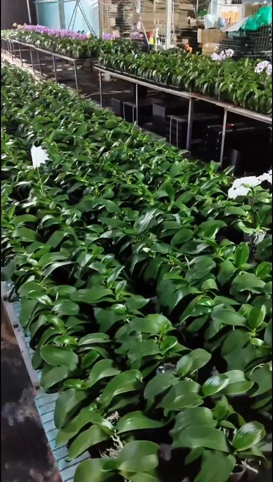 完全开放粉优雅福利