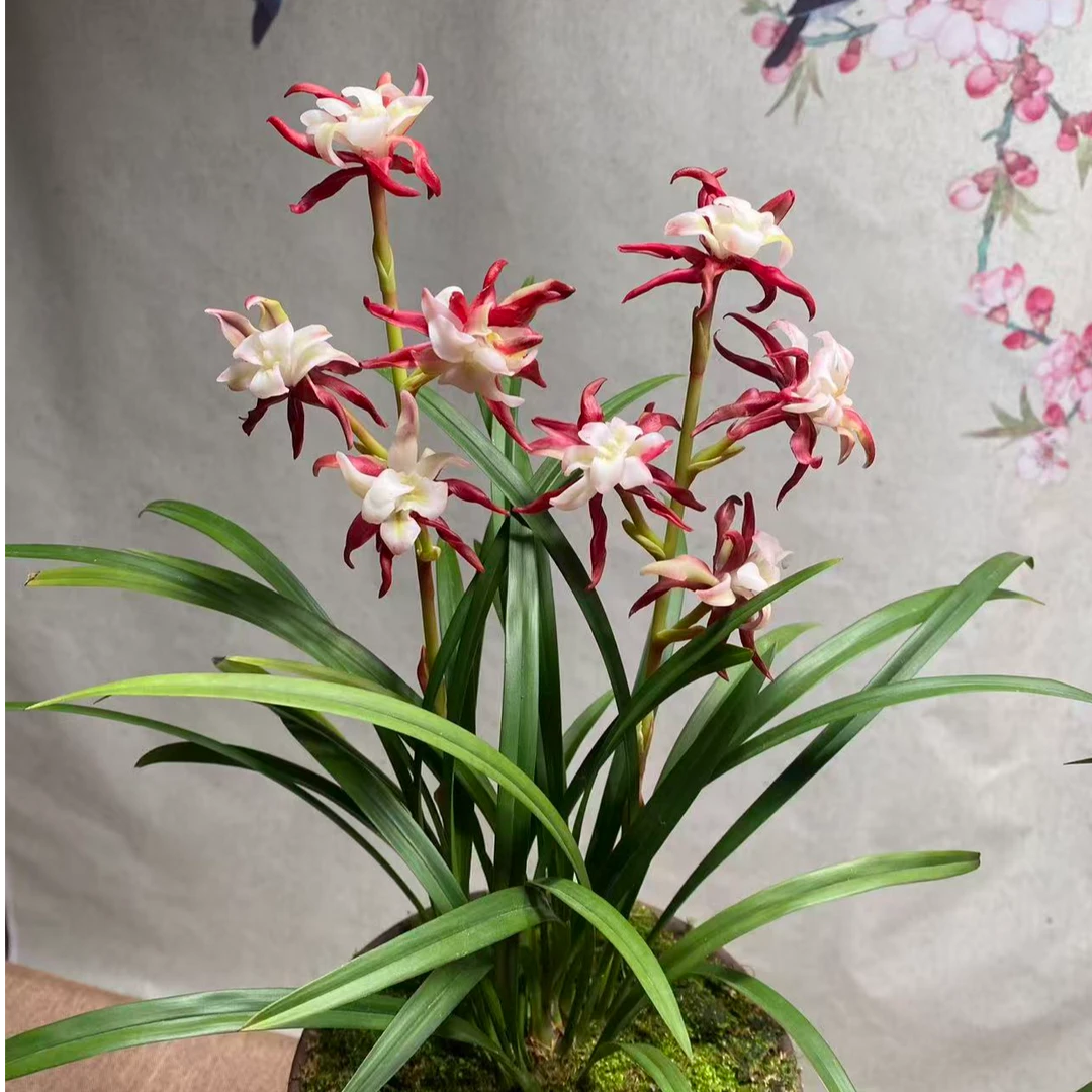 春兰铭品【灵素牡丹】 稀有名贵品种 带花苞开花稳定 好养易活绿植