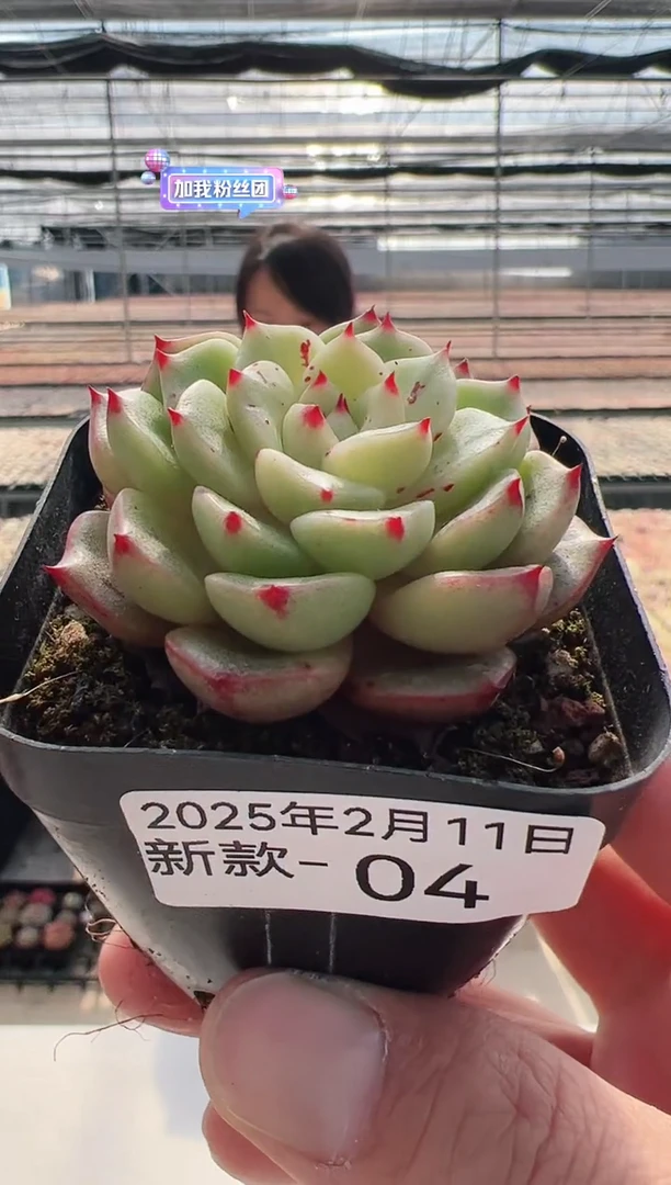 【闪购商品】新款多肉-4