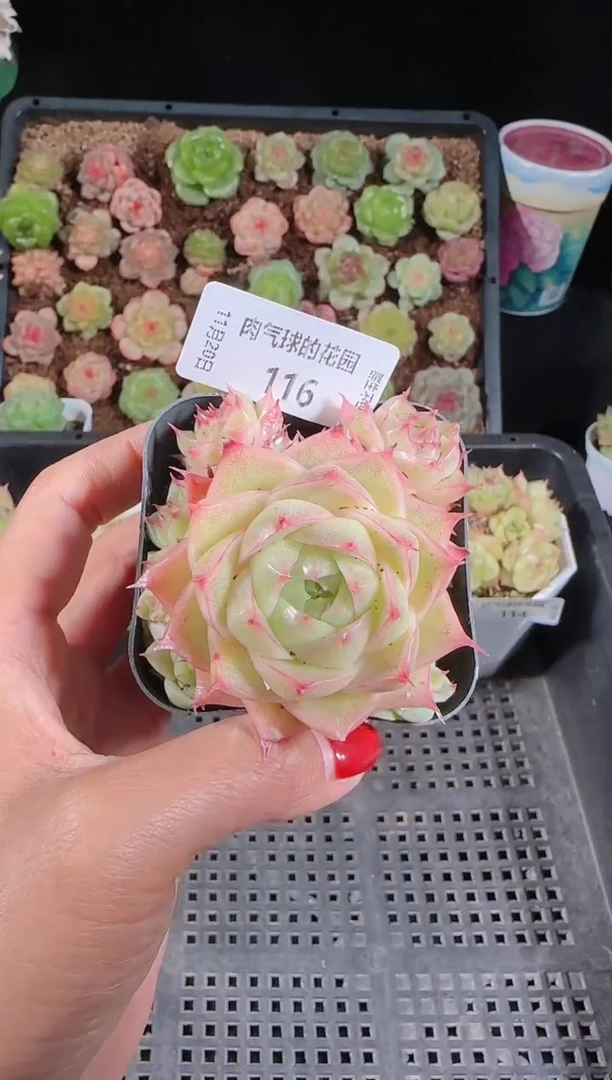 1120-116群生不包整