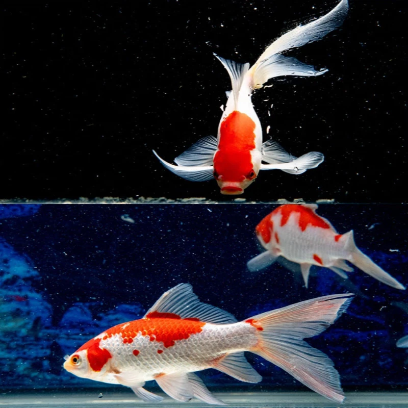 【福利】红白凤尾金鱼 新手好养 9条7-9公分冷水观赏鱼