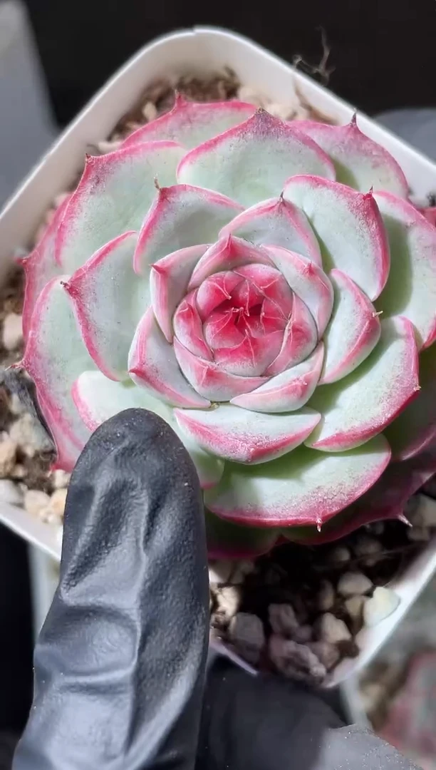 26-40新珍妮4-5厘米量拍发一颗