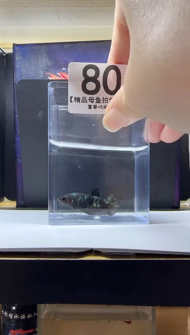 斗鱼母鱼编号：80