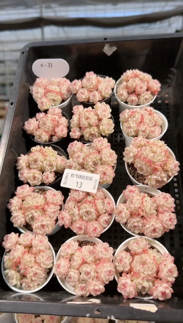 1227-13xx-73多肉量拍任意发一颗群生不包整