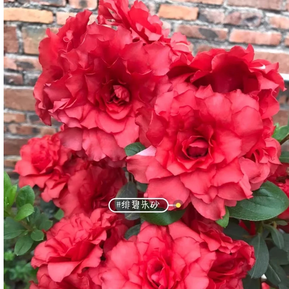 绯碧朱砂杜鹃花重瓣大花多季花期长喜庆耐寒耐热四季常绿