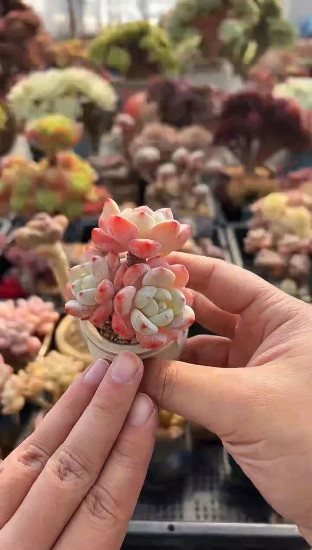 淼**?585              不带盆